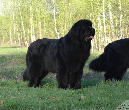 Фото: ньюфаундленд N'yufort Carica Nochi (Ньюфорт Царица Ночи)