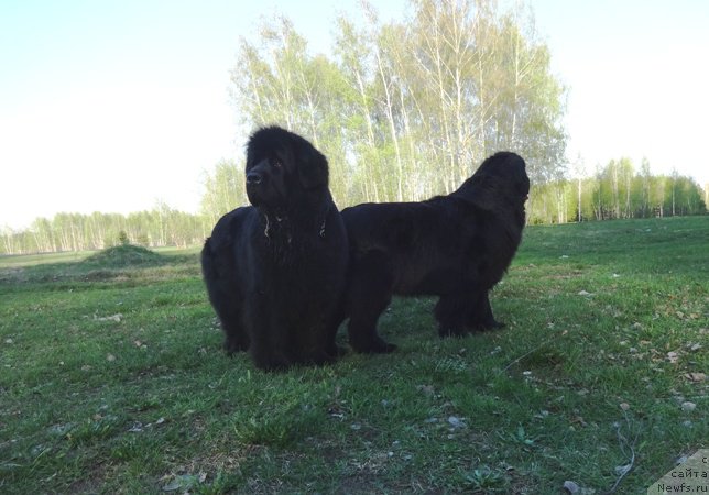 Фото: ньюфаундленд Njufort Natali (Ньюфорт Натали), ньюфаундленд N'yufort Carica Nochi (Ньюфорт Царица Ночи)