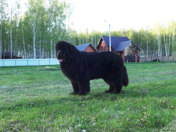 Фото: ньюфаундленд Njufort Natali (Ньюфорт Натали)