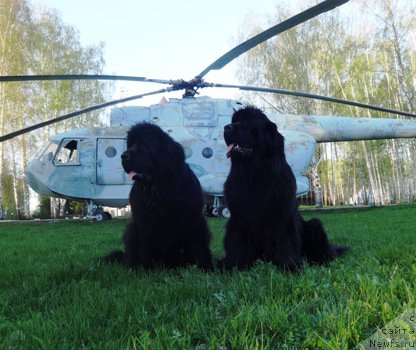 Фото: ньюфаундленд Njufort Natali (Ньюфорт Натали), ньюфаундленд N'yufort Carica Nochi (Ньюфорт Царица Ночи)
