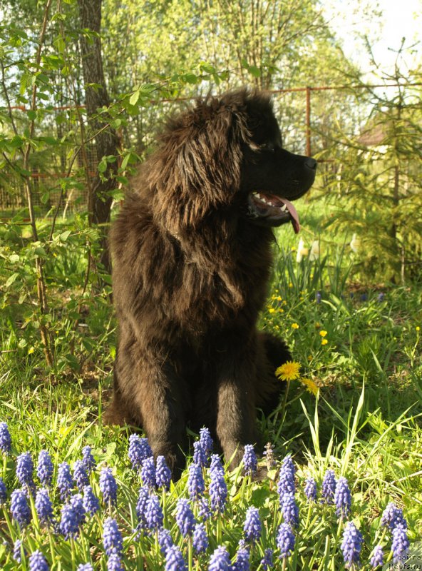 Фото: ньюфаундленд Zabava Putyatishna (Забава Путятишна)