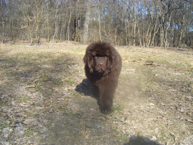 Фото: ньюфаундленд Diesel Chocolate Super Mishka