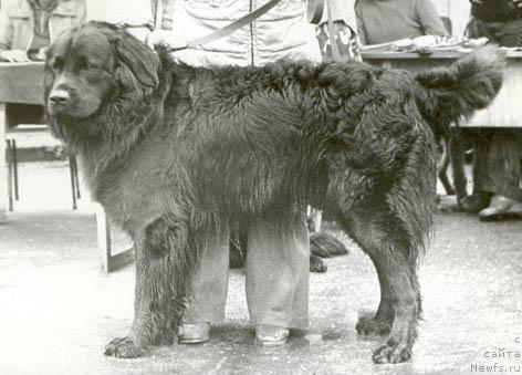 Фото: ньюфаундленд SHer SHanson (Шер Шансон)