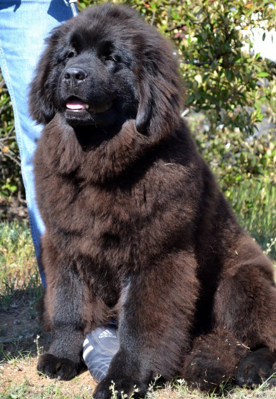 Фото: ньюфаундленд Chuvstvennaya Tanita Kara Deniz