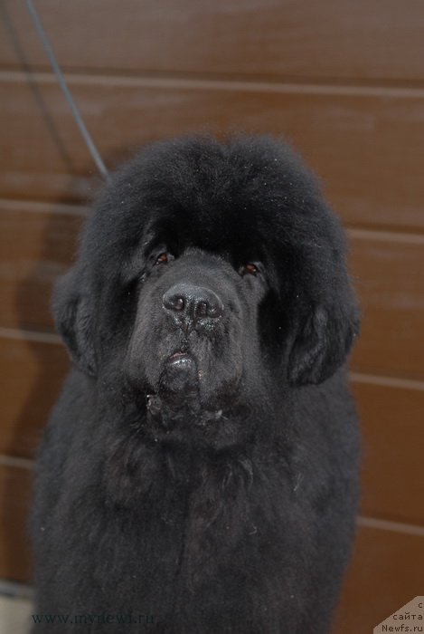 Фотография № 153135