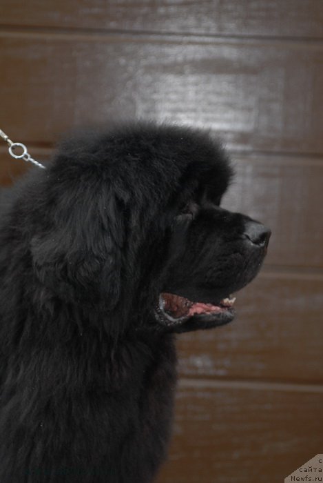 Фотография № 153136