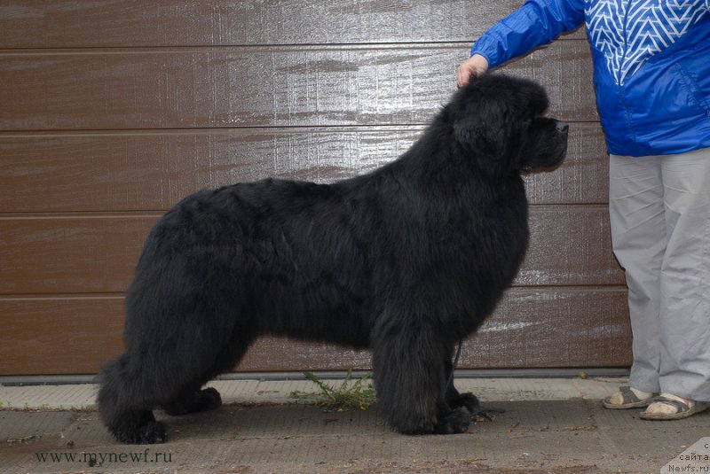 Фото: ньюфаундленд Sent Djons Hummer (Сент Джонс Хаммер)