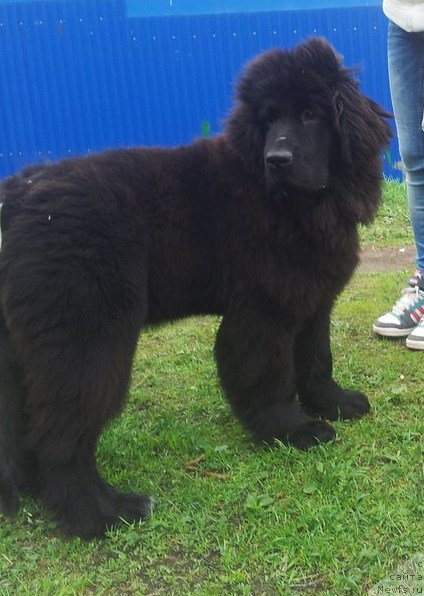 Фото: ньюфаундленд Smigar Talk of Soul (Смигар Ток ов Соул)