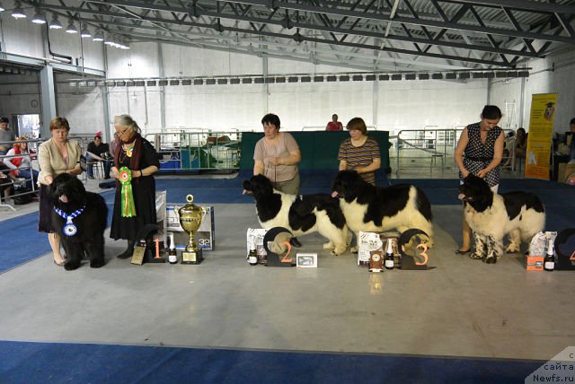 Фото: ньюфаундленд Aquatoriya Kelvin Ultimatum (Акватория Келвин Ультиматум), ньюфаундленд Super Premium Zheneva (Супер Премиум Женева), ньюфаундленд Super Bizon Cosmos (Супер Бизон Космос), ньюфаундленд Super Bizon Argo (Супер Бизон Арго)