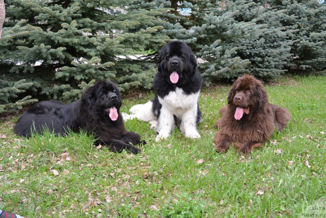 Фотография № 153152