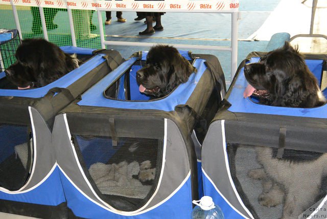 Фотография № 153153