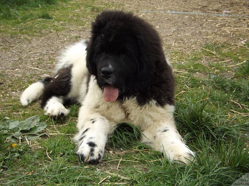 Фотография № 153168