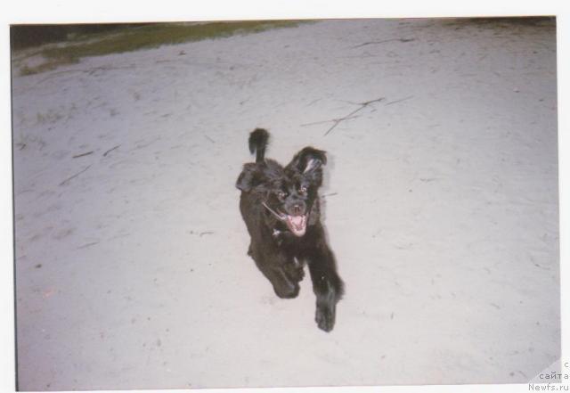 Фото: ньюфаундленд Malina Sladkaya ot Sibirskogo Medvedja (Малина Сладкая от Сибирского Медведя)