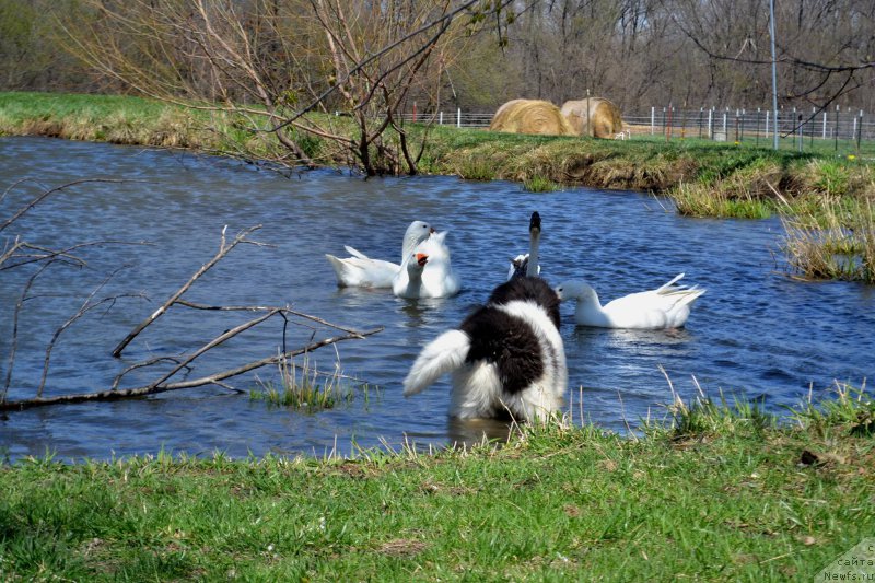 Фото: ньюфаундленд Sent Djons Irbis (Сент Джонс Ирбис)