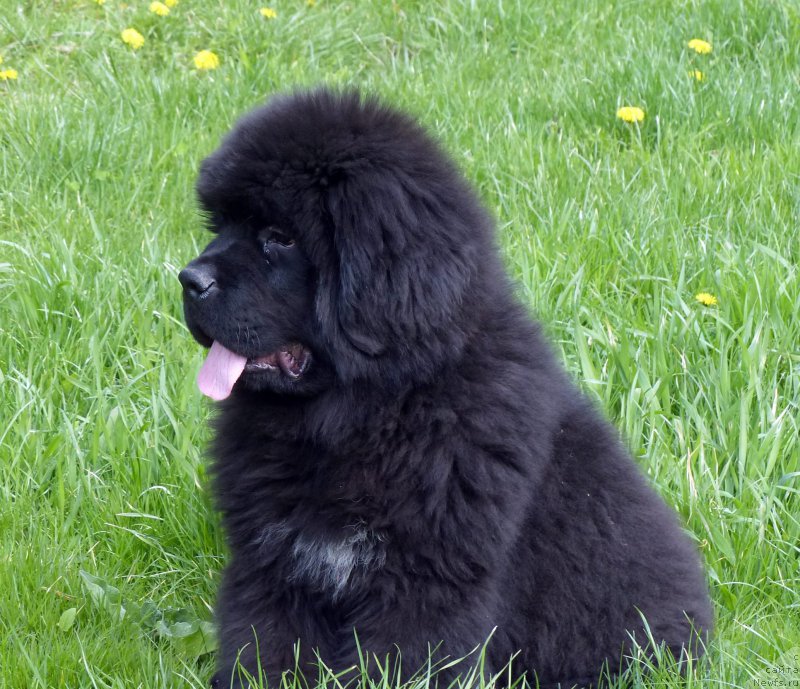 Фотография № 153193