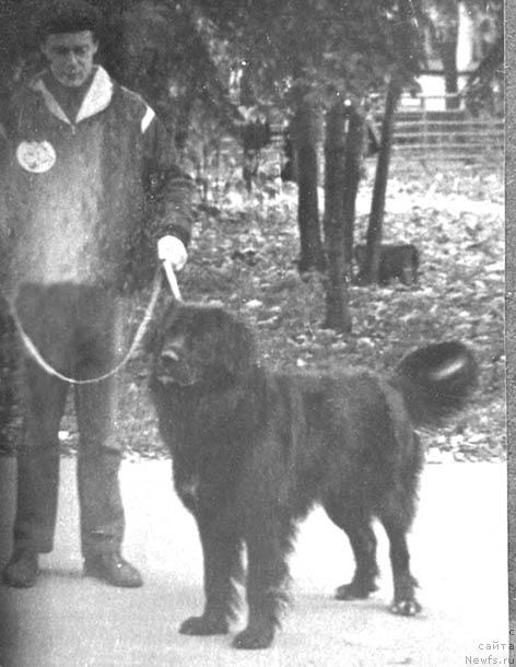 Фото: ньюфаундленд Murhan (Мурхан)