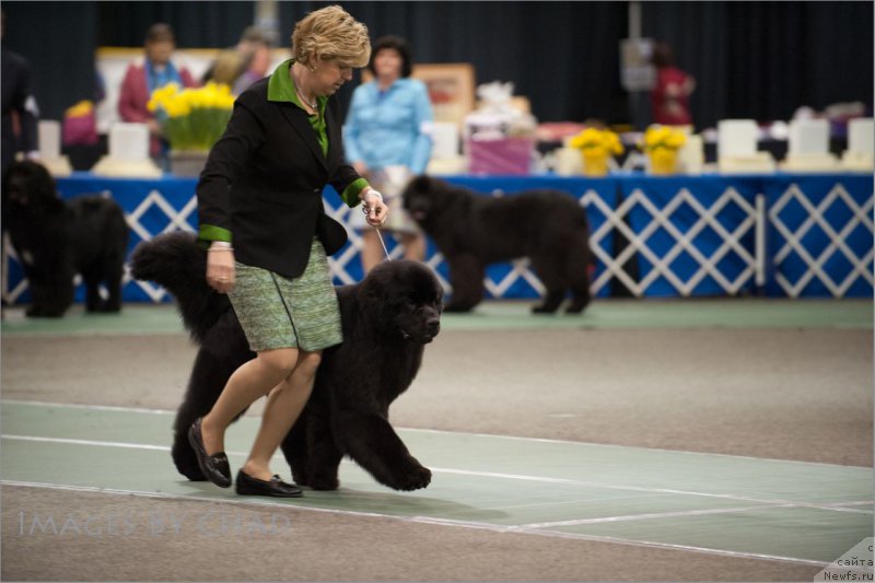 Фото: ньюфаундленд Sent Djons Zoe my Queen for Seabrook (Сент Джонс Зое оф Май Квин фор Сеабрук)