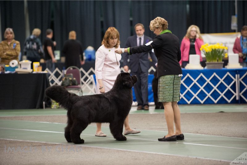 Фото: ньюфаундленд Sent Djons Zoe my Queen for Seabrook (Сент Джонс Зое оф Май Квин фор Сеабрук)