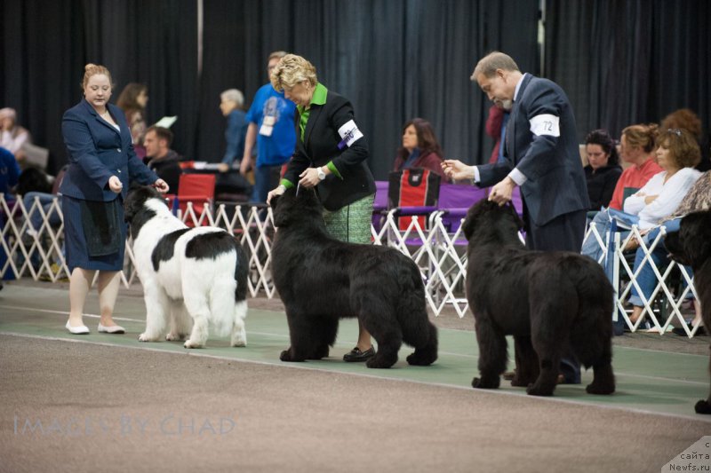 Фото: ньюфаундленд Sent Djons Zoe my Queen for Seabrook (Сент Джонс Зое оф Май Квин фор Сеабрук)