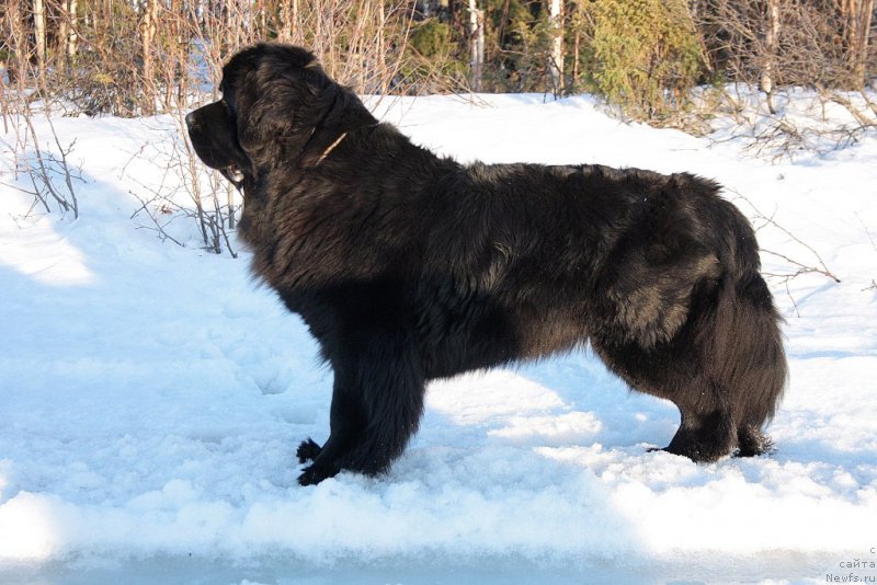 Фото: ньюфаундленд YAntarnaya Mechta (Янтарная Мечта)
