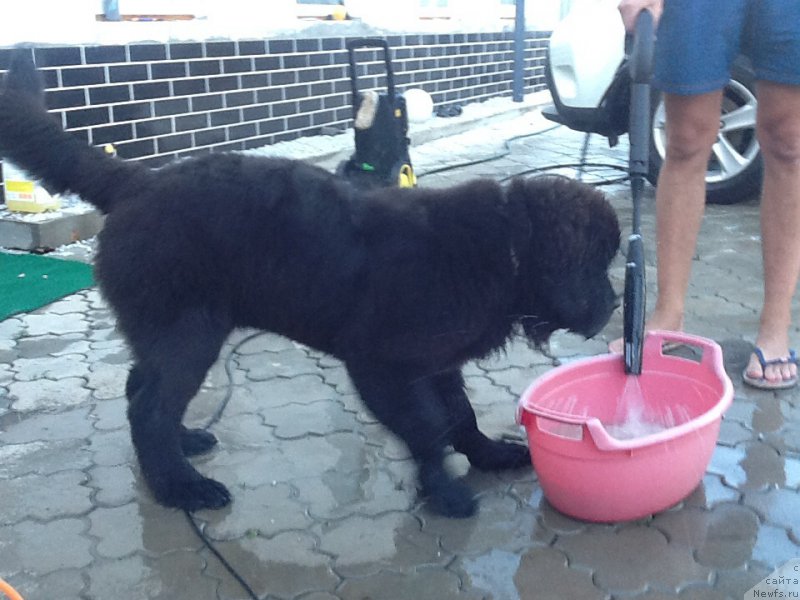 Фото: ньюфаундленд Smigar Tones of Music (Смигар Тоунз ов Мьюзик)