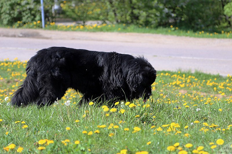 Фото: Гастон де Фуа