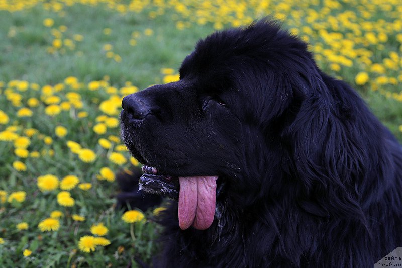 Фото: Гастон де Фуа