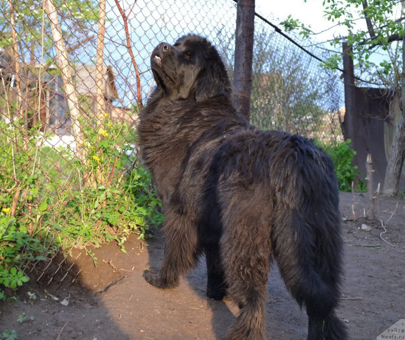 Фото: ньюфаундленд Talisman Morya Mishel' (Талисман Моря Мишель)