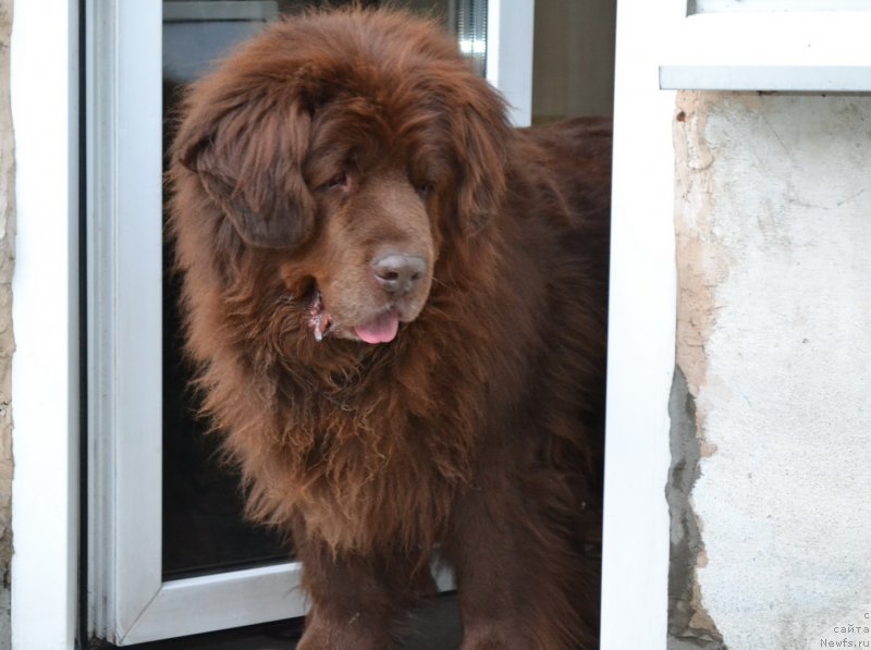 Фото: ньюфаундленд Arkadiya Vivat Arbona (Аркадия Виват Арбона)