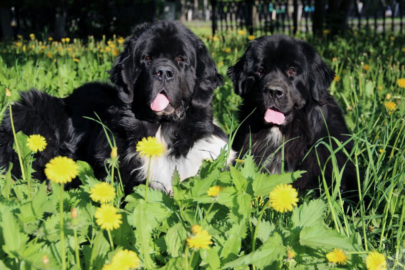 Фотография № 153234