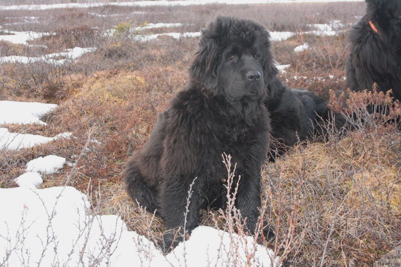 Фото: ньюфаундленд Anabelle Kvin of zye Mountayns (Анабелле Квин оф зэ Моунтайнс)