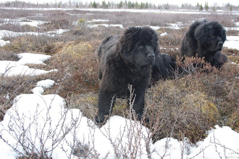 Фото: ньюфаундленд Anabelle Kvin of zye Mountayns (Анабелле Квин оф зэ Моунтайнс)