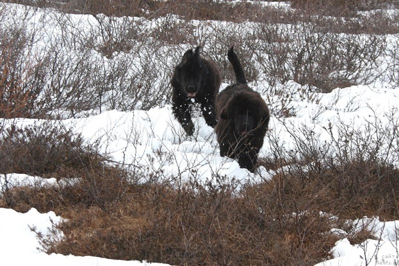 Фото: ньюфаундленд Anabelle Kvin of zye Mountayns (Анабелле Квин оф зэ Моунтайнс), ньюфаундленд Ariel' Princess of ze Sii (Ариель Принцесс оф зе Сии)