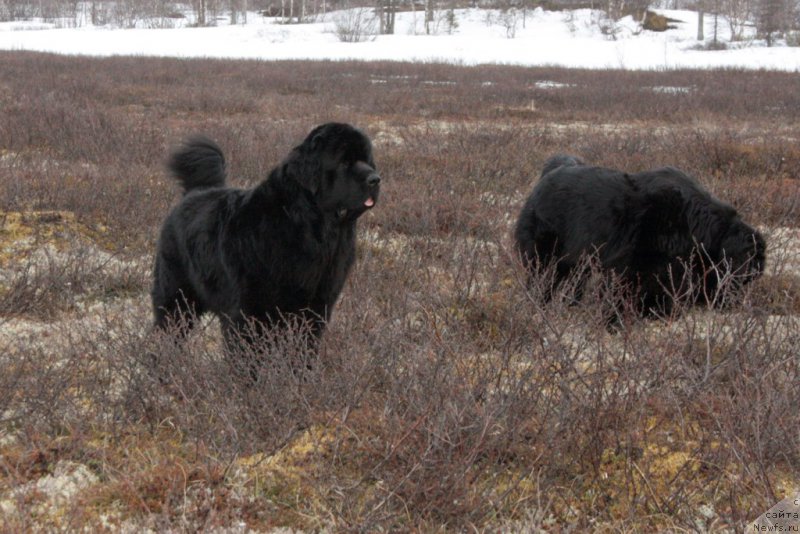 Фото: ньюфаундленд YAntarnaya Mechta (Янтарная Мечта)