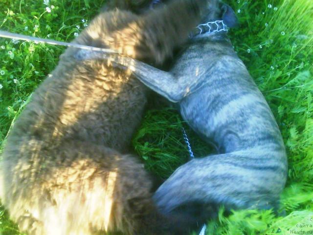 Фото: ньюфаундленд Zenon Zacharovannyiy Princ (Зенон Зачарованный Принц)