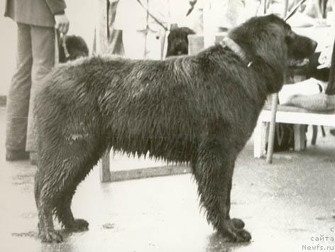 Фото: ньюфаундленд Glor Nyuta (Глор Нюта)