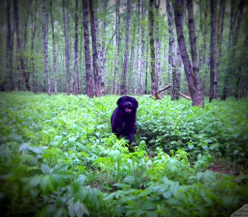 Фото: ньюфаундленд Chernyj Chank s Berega Dona (Черный Чанк с Берега Дона)