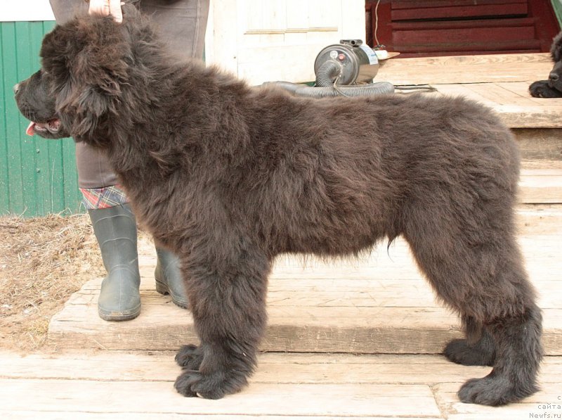 Фото: ньюфаундленд Allegians Brayt Prospekt (Аллегианс Брайт Проспект)