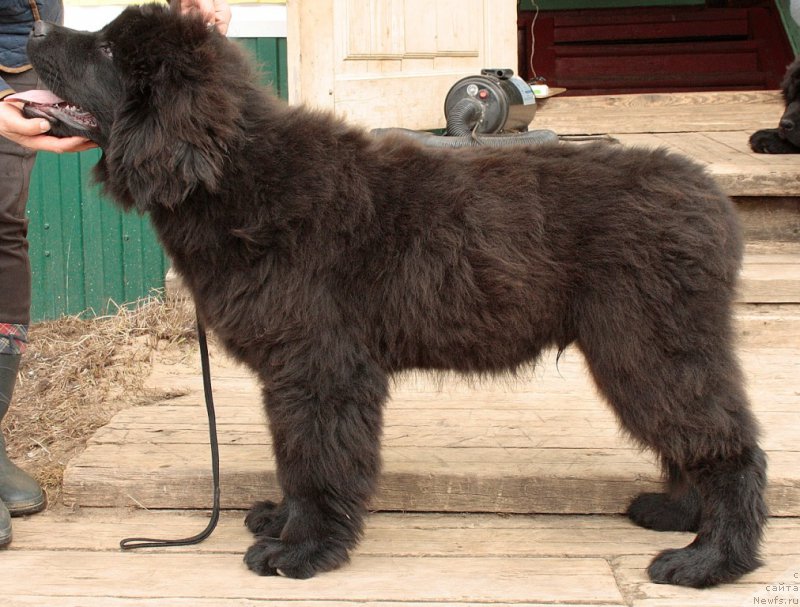 Фото: ньюфаундленд Allegians Brayt Prospekt (Аллегианс Брайт Проспект)