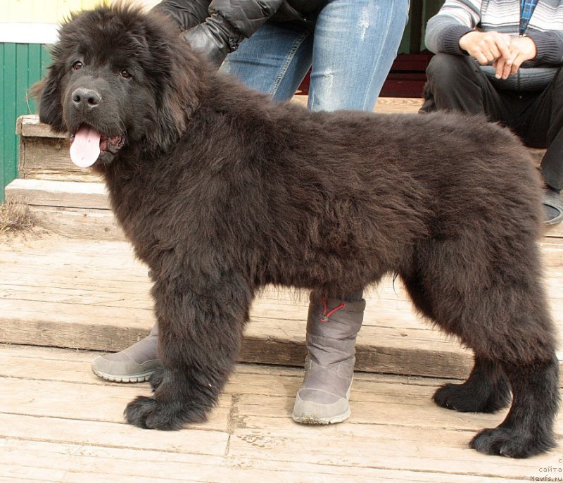 Фото: ньюфаундленд Allegians Brayt Prospekt (Аллегианс Брайт Проспект)