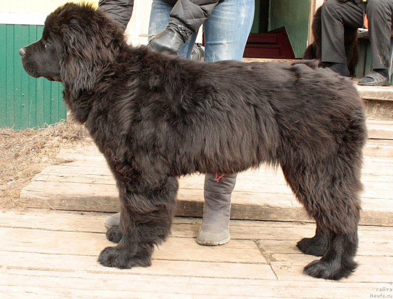 Фото: ньюфаундленд Anabelle Kvin of zye Mountayns (Анабелле Квин оф зэ Моунтайнс)