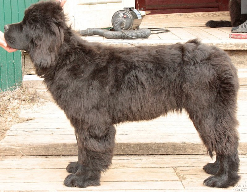 Фото: ньюфаундленд Anabelle Kvin of zye Mountayns (Анабелле Квин оф зэ Моунтайнс)