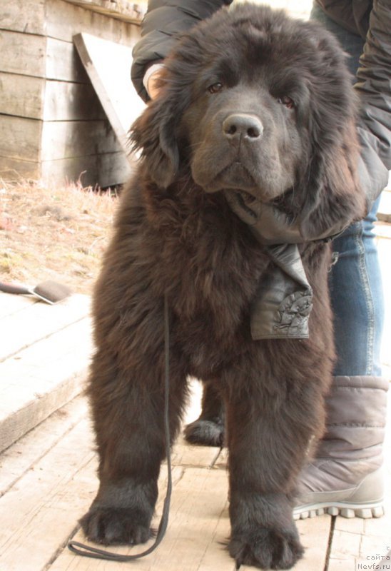 Фото: ньюфаундленд Anabelle Kvin of zye Mountayns (Анабелле Квин оф зэ Моунтайнс)