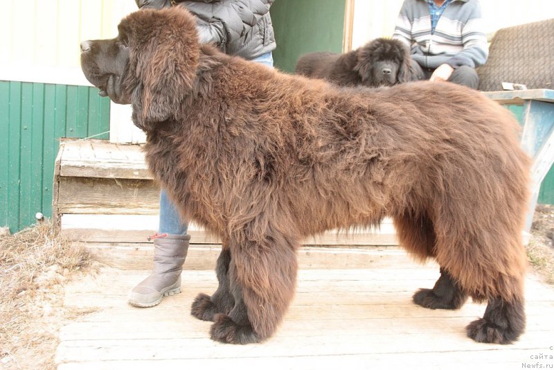 Фото: ньюфаундленд King of Helluland You Shock Me