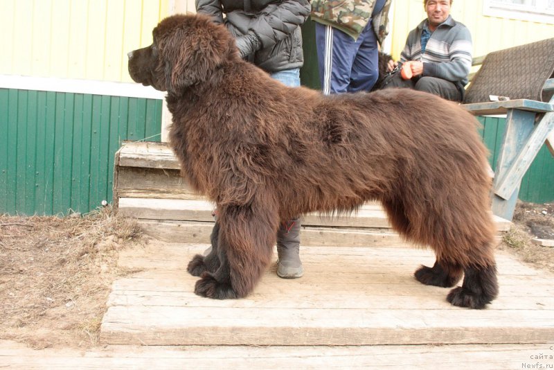 Фото: ньюфаундленд King of Helluland You Shock Me