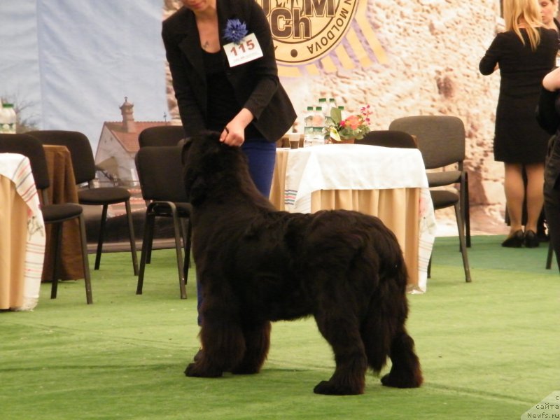 Фото: ньюфаундленд Аlpha Tauri Dinastiya Soverchenstva (Альфа Таури Династия Совершенства)