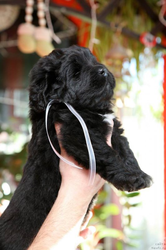Фото: ньюфаундленд I'm The Queen Moon Bear