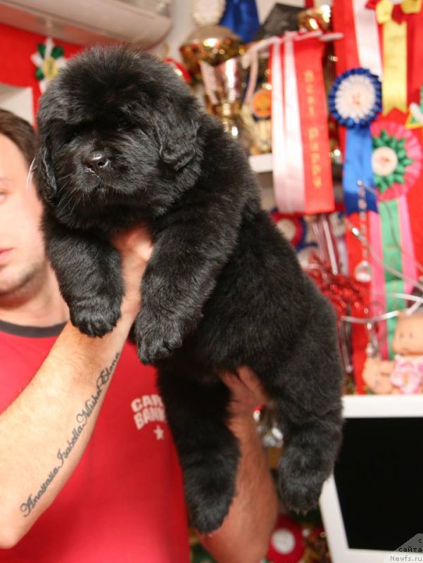 Фото: ньюфаундленд I'm The Queen Moon Bear