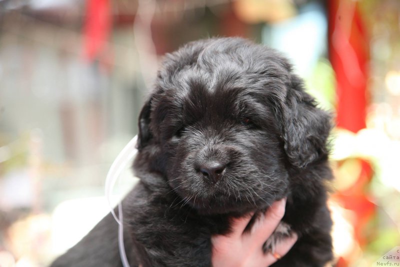 Фото: ньюфаундленд I'm The Queen Moon Bear
