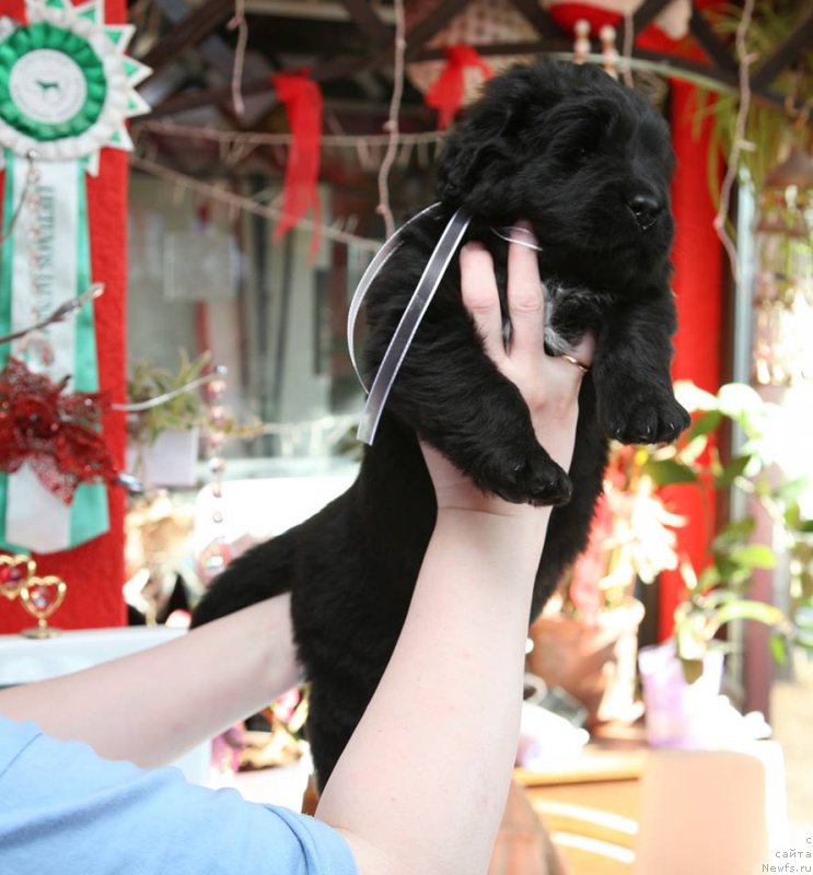 Фото: ньюфаундленд I'm The Queen Moon Bear